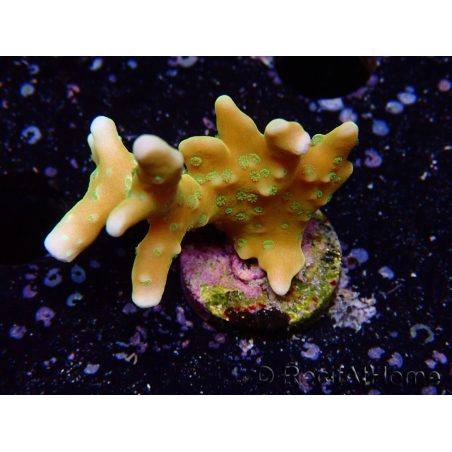 WYSIWYG - MH Tropicana Anacropora