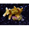 WYSIWYG - MH Tropicana Anacropora