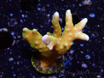WYSIWYG - MH Tropicana Anacropora