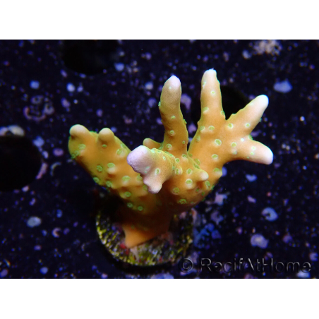 WYSIWYG - MH Tropicana Anacropora