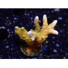 WYSIWYG - MH Tropicana Anacropora