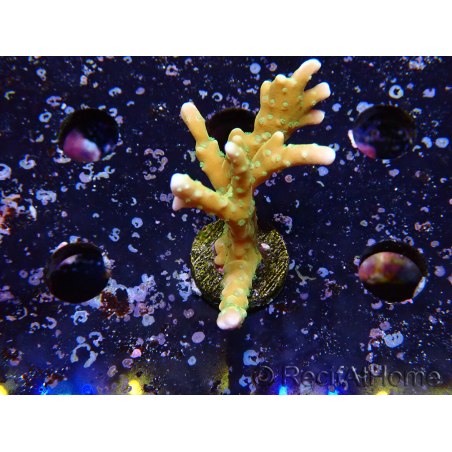 WYSIWYG - MH Tropicana Anacropora