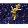 WYSIWYG - MH Tropicana Anacropora 1X6