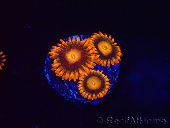 WYSIWYG - Zoanthus Orange Oxyde