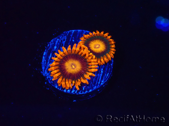 WYSIWYG - Zoanthus Orange Oxyde 40E3