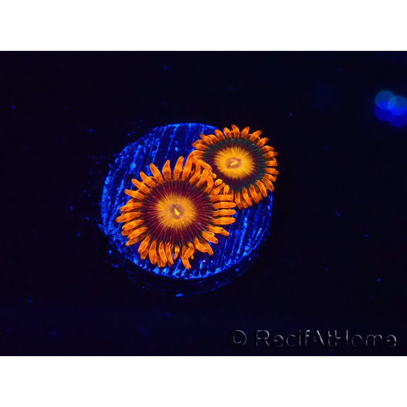 WYSIWYG - Zoanthus Orange Oxyde