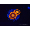 WYSIWYG - Zoanthus Orange Oxyde 40E3