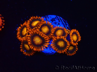 WYSIWYG - Zoanthus Orange Oxyde 40E4