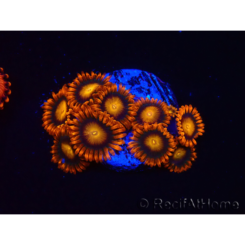 WYSIWYG - Zoanthus Orange Oxyde 40E4