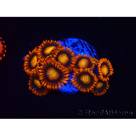 WYSIWYG - Zoanthus Orange Oxyde 40E4