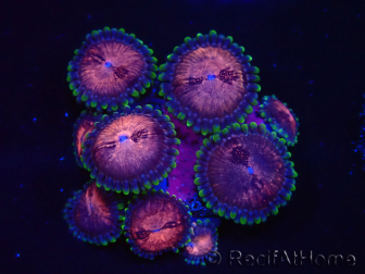 WYSIWYG - Zoanthus Space Monster 40F9