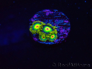WYSIWYG - Zoanthus Rasta 40H9