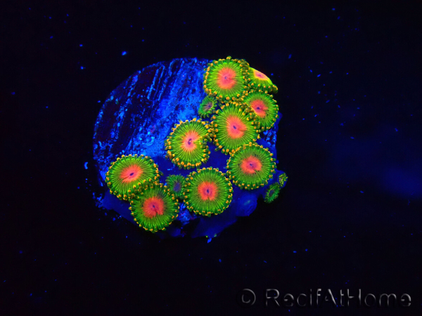 WYSIWYG - Zoanthus Awesome Blossom 40I3