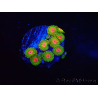 WYSIWYG - Zoanthus Awesome Blossom 40I3
