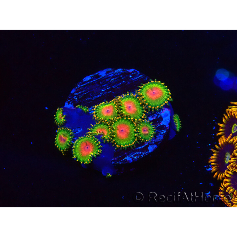 WYSIWYG - Zoanthus Awesome Blossom 40I4
