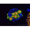 WYSIWYG - Zoanthus Awesome Blossom 40I4