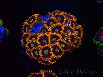 WYSIWYG - Zoanthus Rainbow Hornet