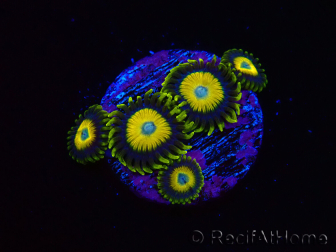 WYSIWYG Zoanthus Scrambled Eggs