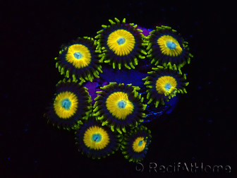 WYSIWYG Zoanthus Scrambled Eggs