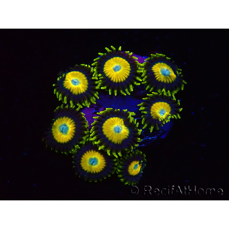 WYSIWYG Zoanthus Scrambled Eggs