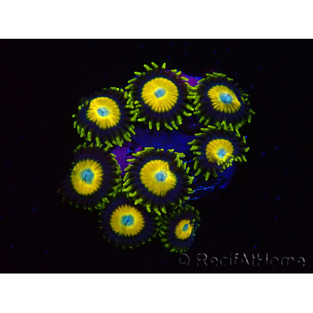 WYSIWYG Zoanthus Scrambled Eggs