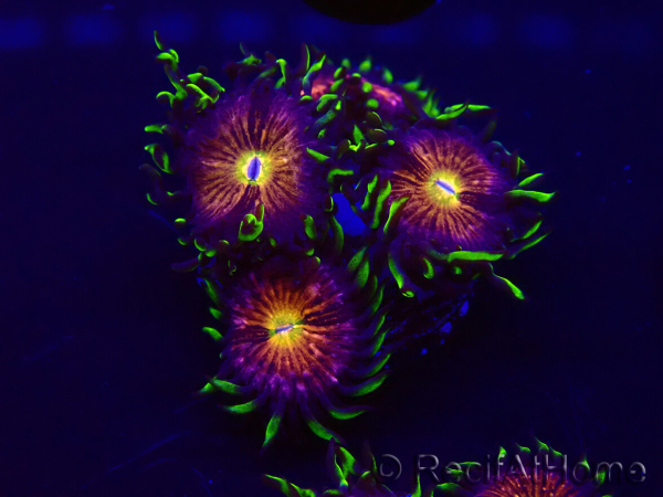 WYSIWYG - WWC Nirvana Palythoa 30D3