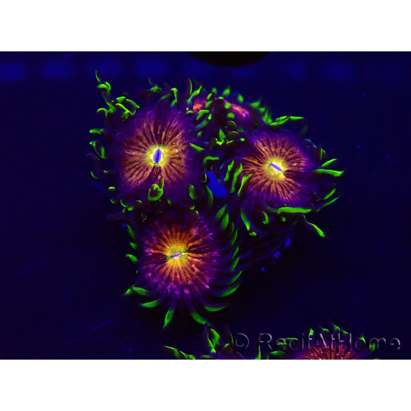 WYSIWYG - WWC Nirvana Palythoa 30D3