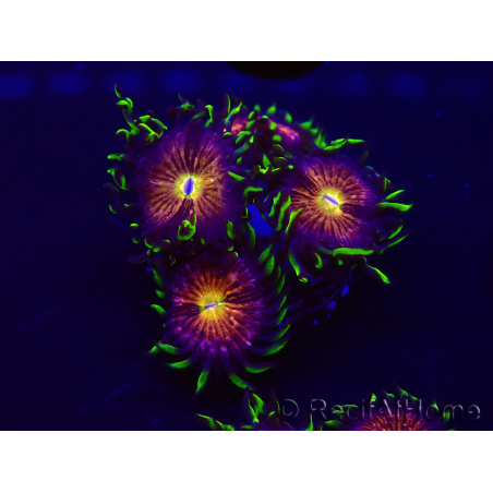 WYSIWYG - WWC Nirvana Palythoa 30D3