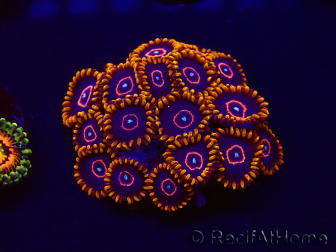 WYSIWYG - Zoanthus Red Hornet