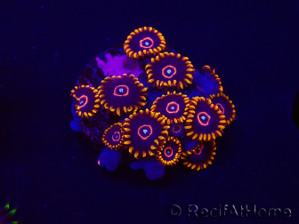 WYSIWYG - Zoanthus Red Hornet 30E5