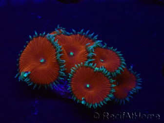WYSIWYG - Protopalythoa red death 30H9