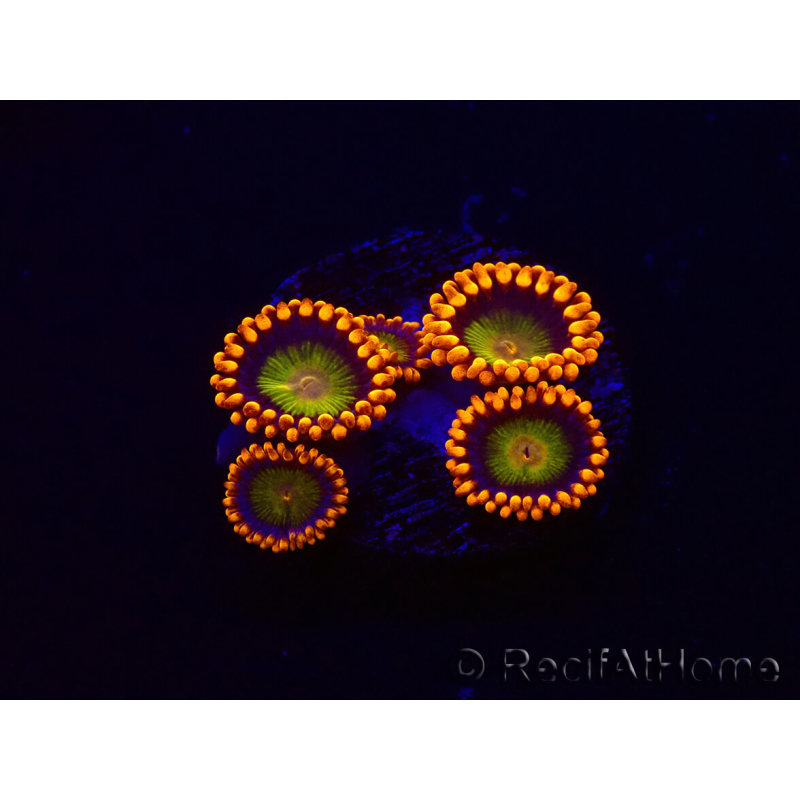 WYSIWYG - Zoanthus Orange Mandarin