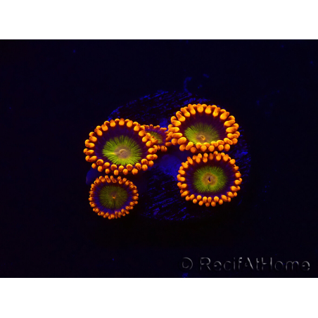 WYSIWYG - Zoanthus Orange Mandarin 30K2