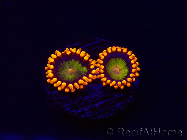 WYSIWYG - Zoanthus Orange Mandarin