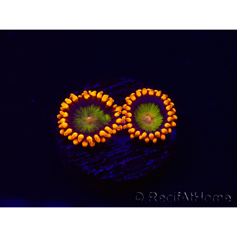 WYSIWYG - Zoanthus Orange Mandarin
