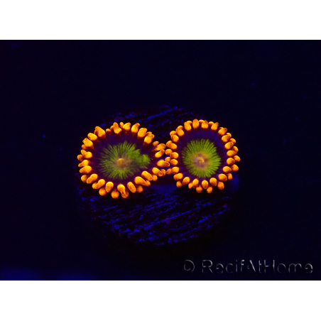 WYSIWYG - Zoanthus Orange Mandarin 30K3