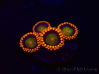 WYSIWYG - Zoanthus Orange Mandarin 30K5