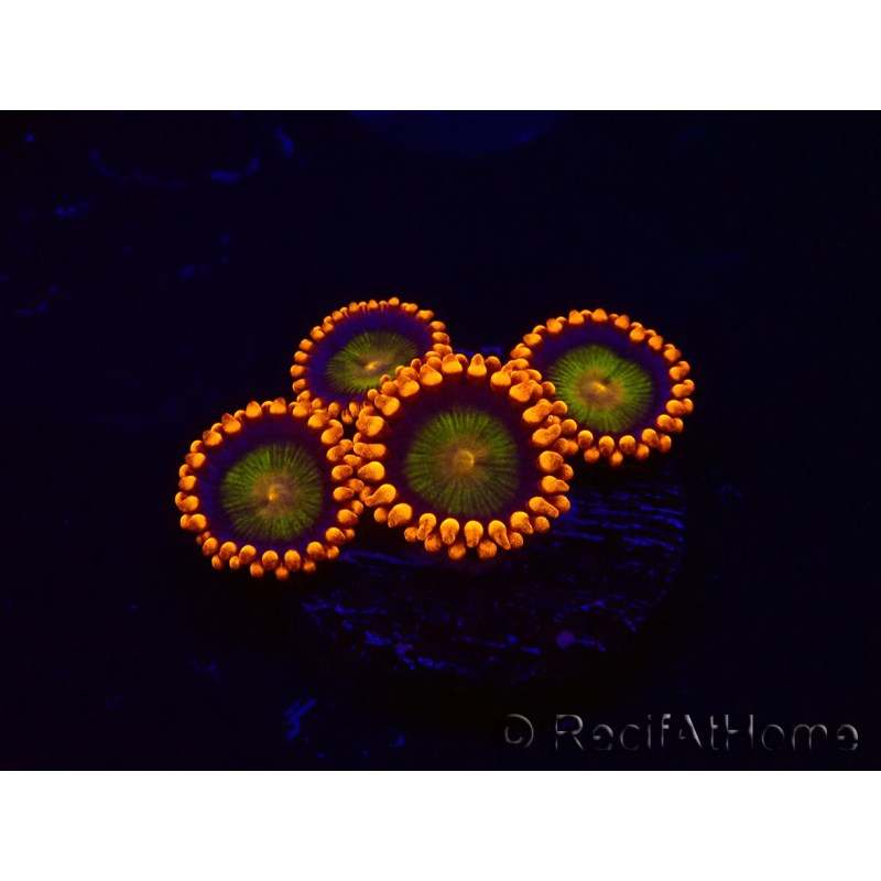 WYSIWYG - Zoanthus Orange Mandarin
