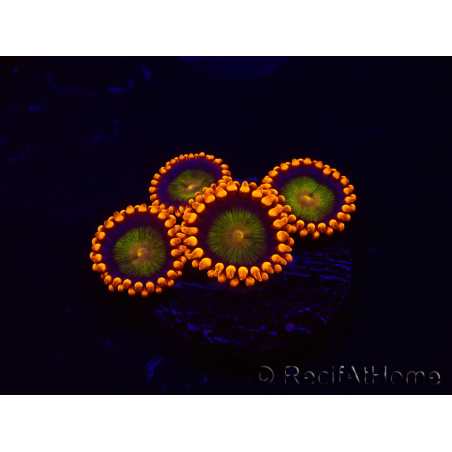 WYSIWYG - Zoanthus Orange Mandarin 30K5