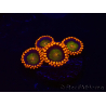WYSIWYG - Zoanthus Orange Mandarin