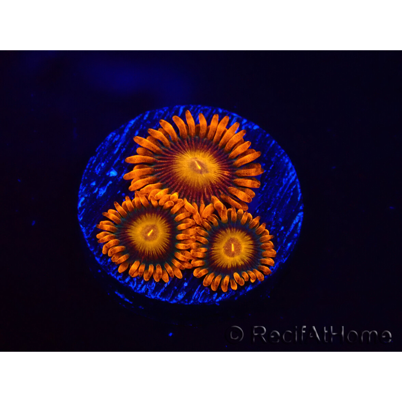 WYSIWYG - Zoanthus Orange Oxyde 2I3