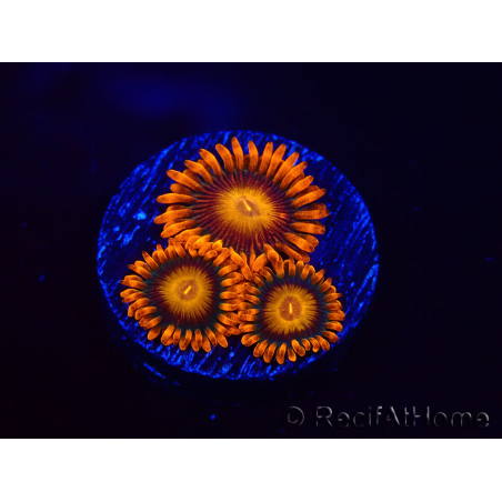 WYSIWYG - Zoanthus Orange Oxyde 2I3