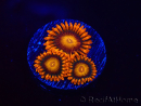 WYSIWYG - Zoanthus Orange Oxyde