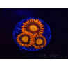 WYSIWYG - Zoanthus Orange Oxyde 2I3
