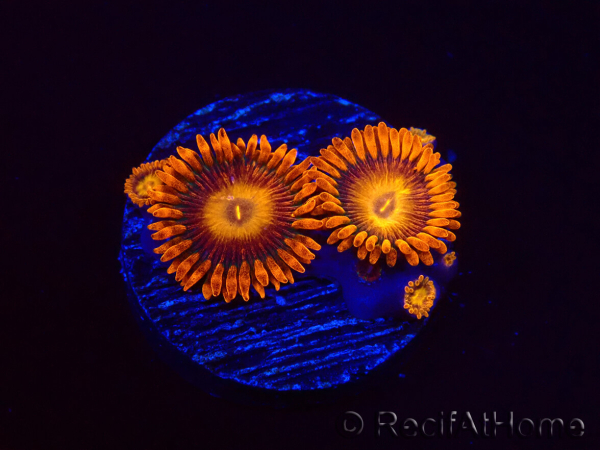 WYSIWYG - Zoanthus Orange Oxyde