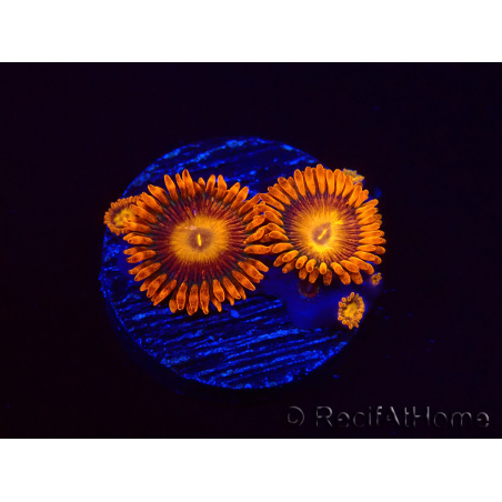 WYSIWYG - Zoanthus Orange Oxyde 2I6