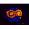 WYSIWYG - Zoanthus Orange Oxyde