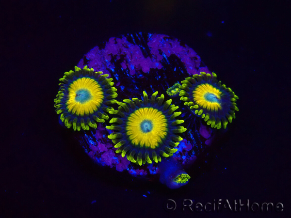 WYSIWYG - Zoanthus Scrambled Eggs 2L5