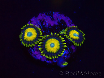 WYSIWYG - Zoanthus Scrambled Eggs 2L5