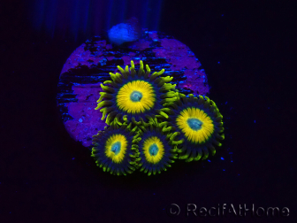 WYSIWYG Zoanthus Scrambled Eggs